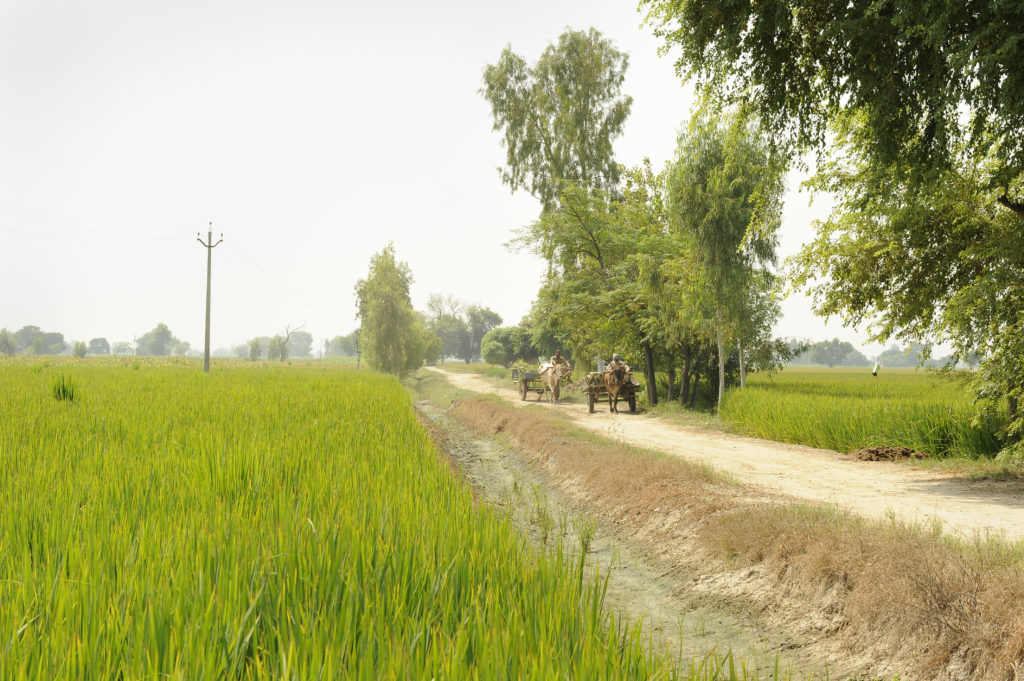 Indias fremste miljøorganisasjon, har bekreftet at Punjab er regionen som bruker mest plantevernmidler i hele India